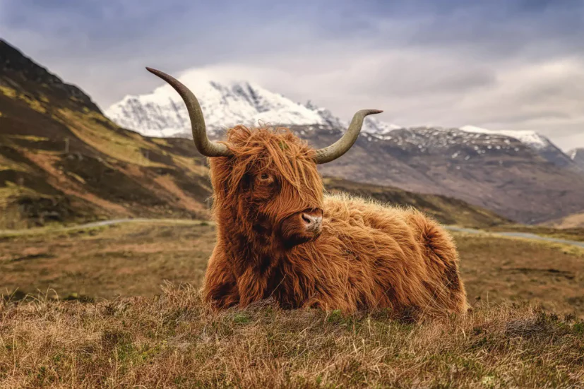 Highland Cow Three - Classy Art
